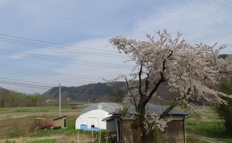 ハウス＿桜