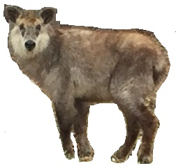かもしか切り抜き